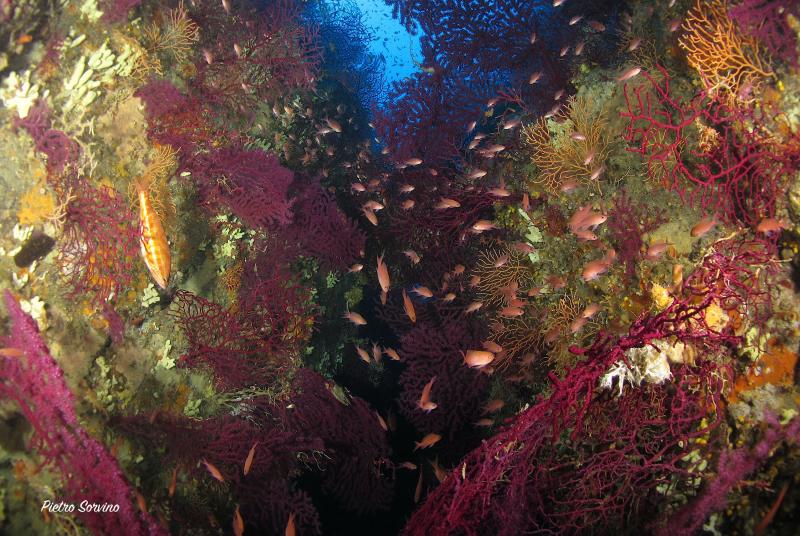 ans-diving-ischia11
