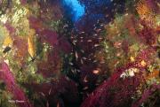 ans-diving-ischia11