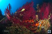 ans-diving-ischia13