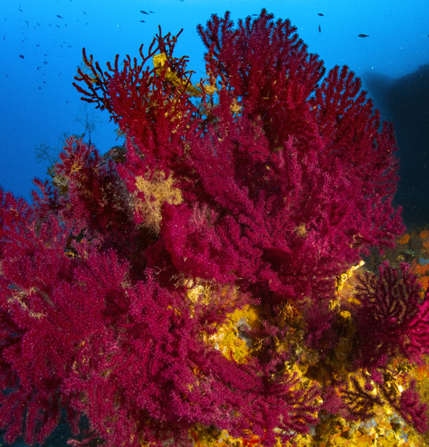 ANS Diving Ischia